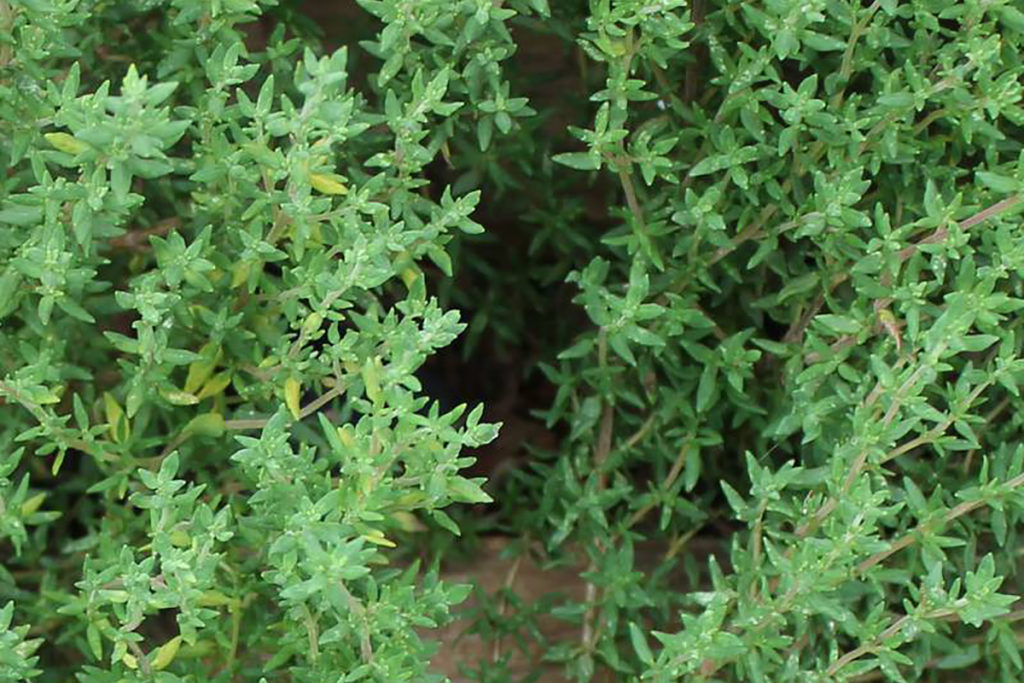 Thymus vulgaris Proentia